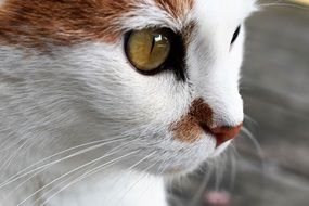 cat green eyes close up