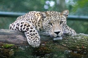 white leopard on a tree close up