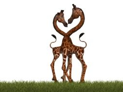 two giraffes on a green grass on a white background