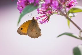 meadow brown butterfly on summer plant