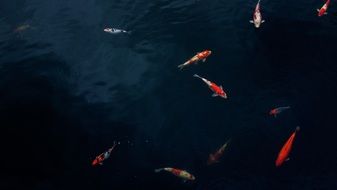 colorful fish in Water tranquil scene