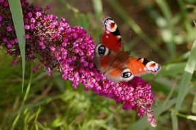 closeup view of peacock butterfly in summer