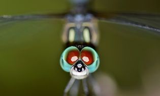 winged insect eyes close up