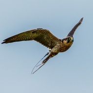 lanner falcon in flight