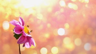 pink flower blossom macro view