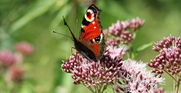 peacock butterfly on the wild summer flower