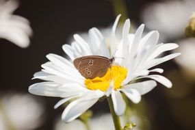 Sweep butterfly on a flower