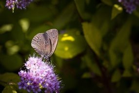 very beautiful Nature Butterfly