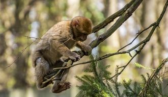 Young Barbary APE