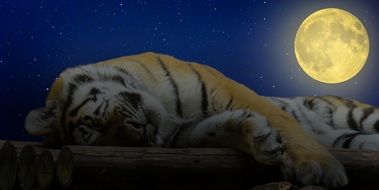 tiger's sleep under the moonlight