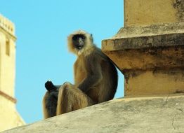 Monkey on the roof in India