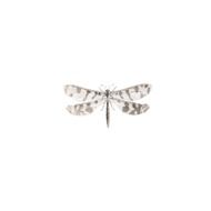 spotted dragonfly on a white background