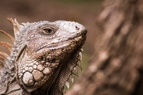 Iguana reptile in the wildife