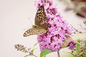 meadow brown butterfly on pink summer plant