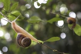 Snail on twig after Rain