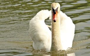 lovely white swan