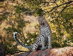 wild yawning leopard on the stone