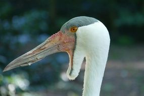 close-up of a bird's head with a long beak