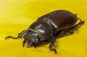 closeup view of very beautiful Beetle of Lucane