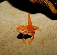 orange lizard in the sand