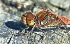 winged insect in micro