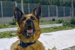 German Shepherd animal portrait