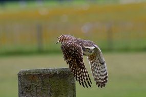 flying burrowing owl