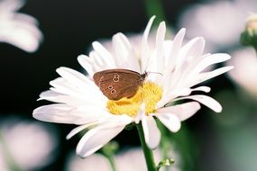 meadow brown butterfly on camomile