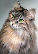 Portrait of the beautiful cat with the green eyes