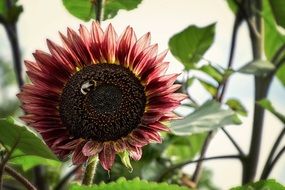 dark sunflower closeup