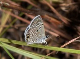 Butterfly on grass blade, Ceraunus Blue