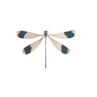 dragonfly on a white background
