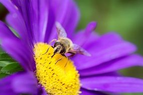 insect on a purple daisy close-up