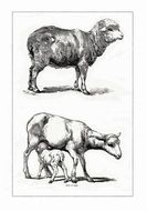 graphic images of sheep