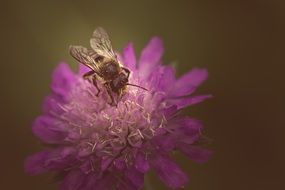 insect sitting on a purple flower