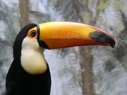 toucan with a large beak near the cliff