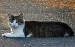 cute cat lying on the street