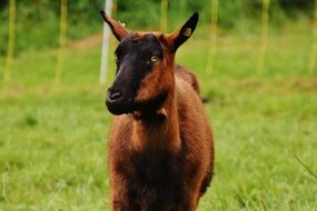 goat standing on a green meadow
