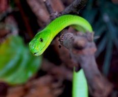 Toxic Green Mamba in the wildlife