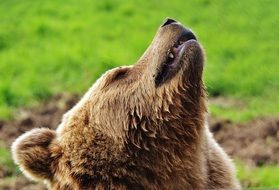 portrait of european brown bear in wildpark