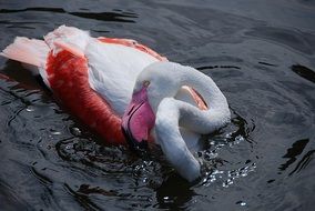 flamingo bathes in water