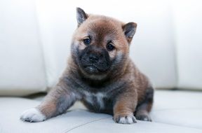 Cute brown Puppy Dog