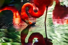 pink flamingo drinking from the lake