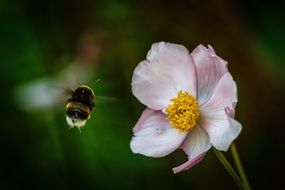 bumblebee and rosehip bud