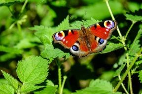 peacock butterfly in the forest