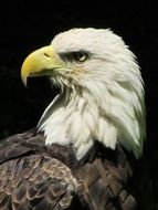 beautiful predatory eagle