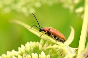 red beetle on a green sprout