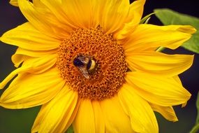 bee sitting on a sunflower
