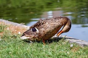 duck cleaning plumage