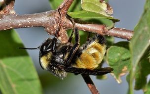 bumblebee nra branch of garden tree